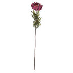 Autumn Spider Chrysanthemum