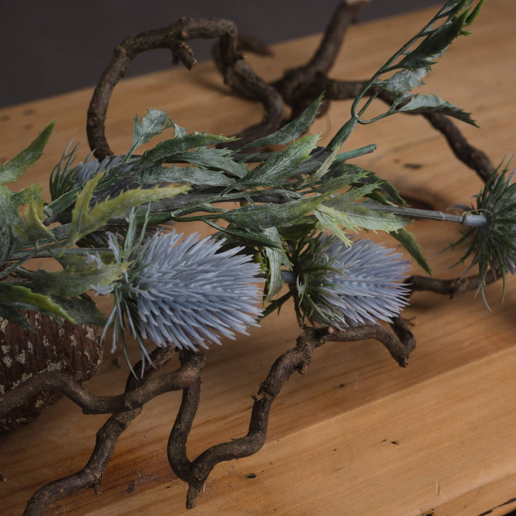 Eryngium Thistle