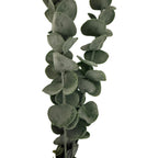 Silver Dollar Eucalyptus