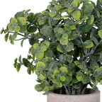 Eucalyptus Plant In Stone Effect Pot