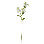Cream Gloriosa Spray