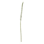 White Eremurus Stem