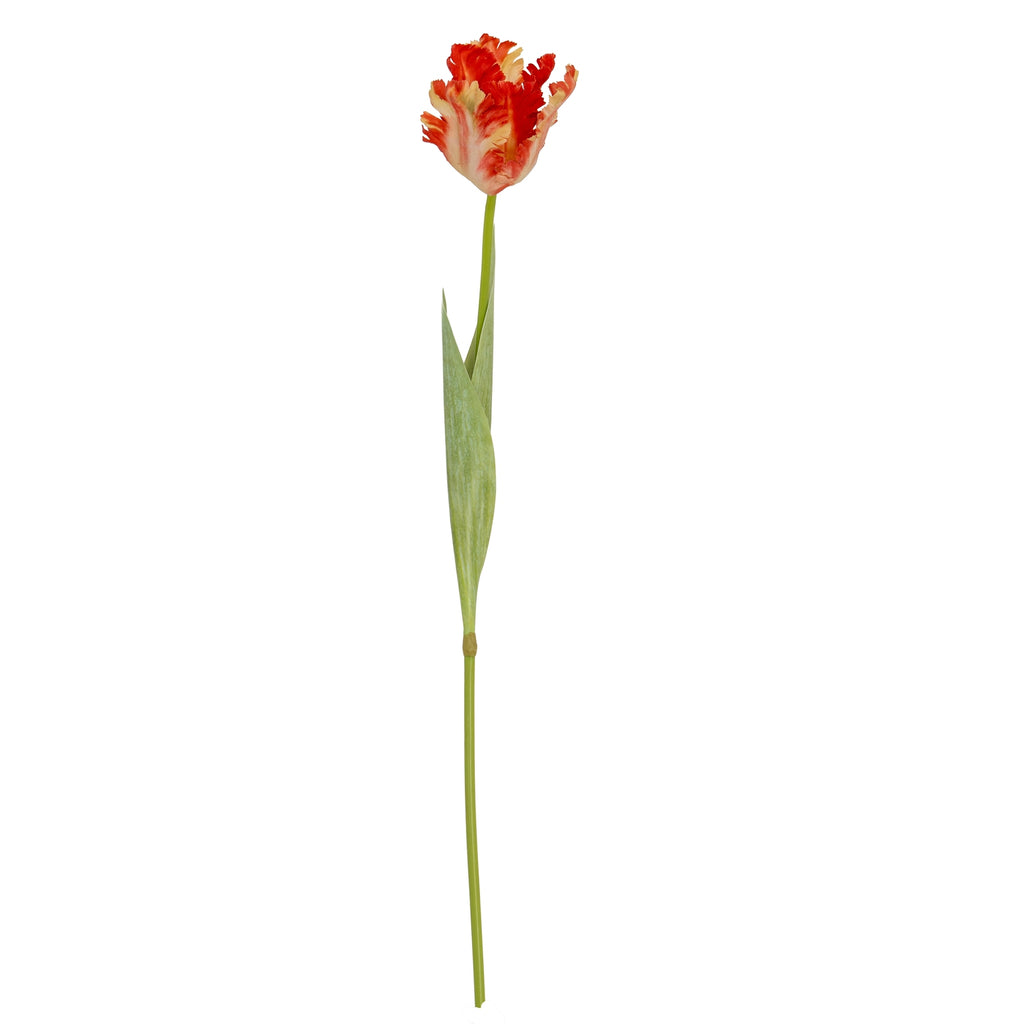 Flame Orange Parrot Tulip