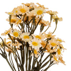 Cream Daisy Bunch