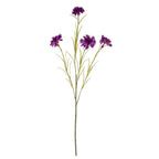 Purple Cornflower Stem