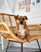 Dining Chair CANORA Rattan Natural